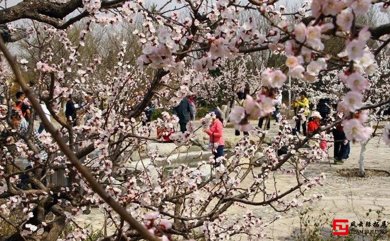 鳳凰嶺杏花團(tuán)建