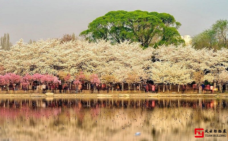 玉淵潭櫻花團(tuán)建