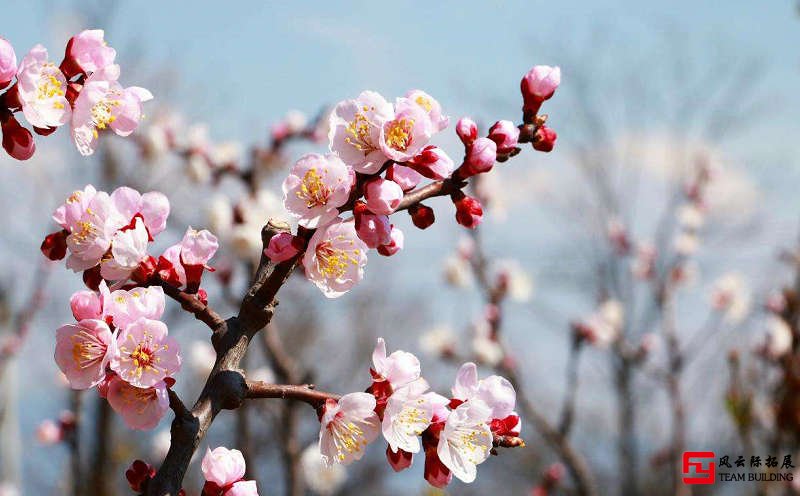 鳳凰嶺公園杏花團建