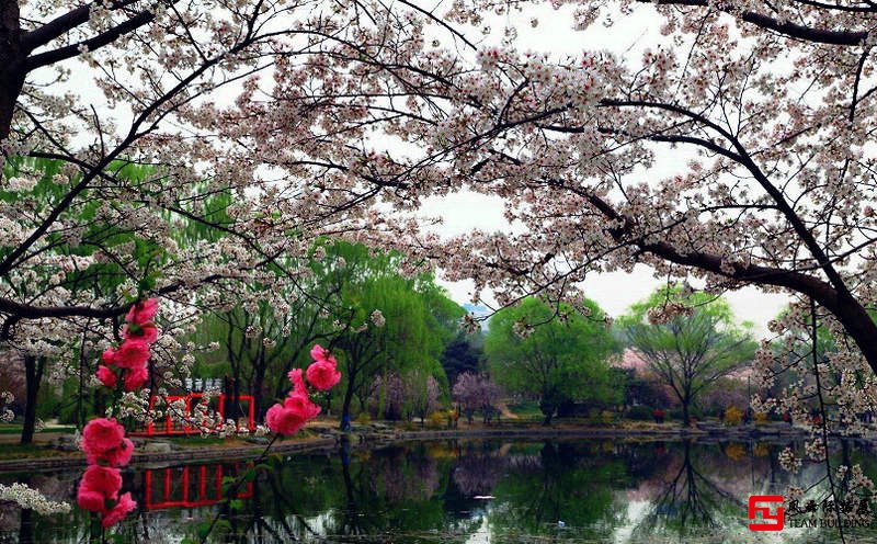 玉淵潭公園櫻花團建