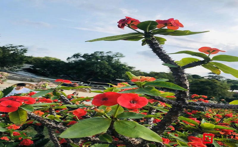 東莞松山湖夢幻百花洲生態(tài)園團建